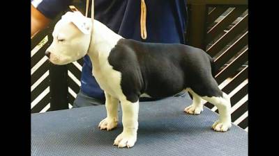 Filhote de American Staffordshire Terrier