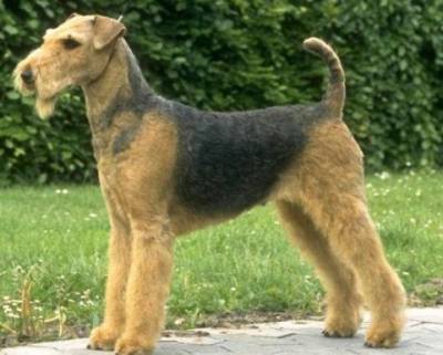 Airedale Terrier descendentes Multicampees Mundo