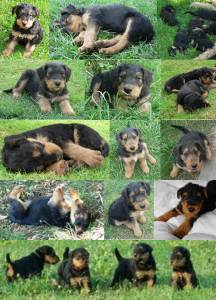 Airedale Terrier descendentes Multicampees Mundo