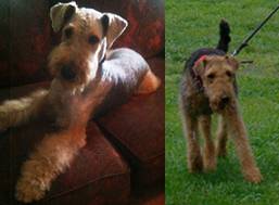 Airedale Terrier descendentes Multicampees Mundo