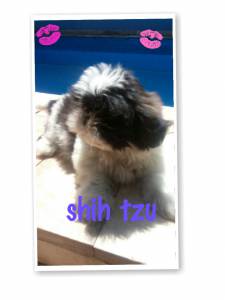 Shih tzu femilha maravilhosa bem pequena PARC