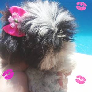 Shih tzu femilha maravilhosa bem pequena PARC