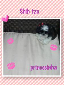 Shih tzu femilha maravilhosa bem pequena PARC