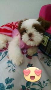 shihtzu lindos bb itaquera zleste