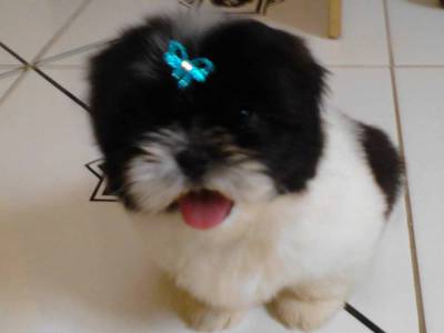 shihtzu lindos bb itaquera zleste