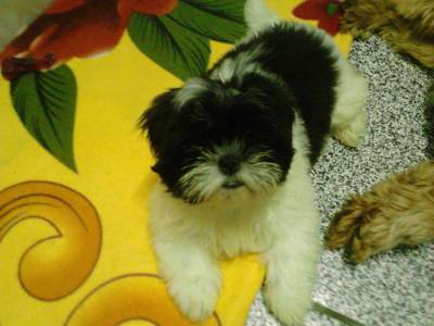 shihtzu lindos bb itaquera zleste