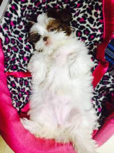 shihtzu lindos bb itaquera zleste