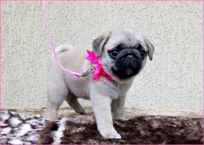 LINDOS FILHOTES DE PUG