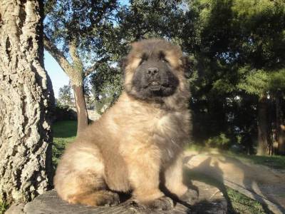 Cachorros Serra da Estrela com LOP e Afixo