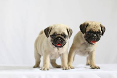 FILHOTES DE PUG FILHOTES DE PUG