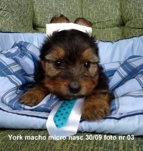 yorkshire machinho