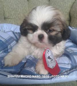 shihtzu macho bicolor -