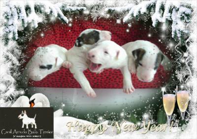 BULL TERRIER Ingls com pedigree