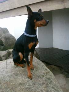 Pinscher Miniatura Macho excelente para cruzamento