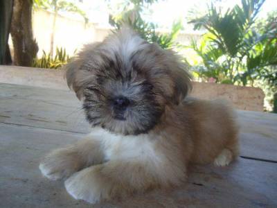 Filhotes de Shih Tzu Machos Disponveis
