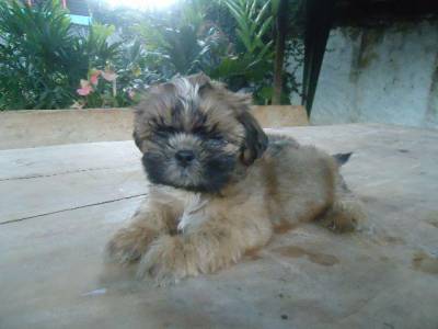 Filhotes de Shih Tzu Machos Disponveis