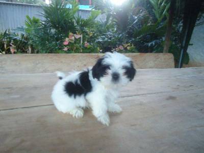 Filhotes de Shih Tzu Machos Disponveis