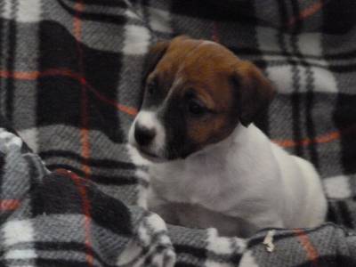 Ninhada Jack Russell Terrier