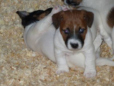 Ninhada Jack Russell Terrier