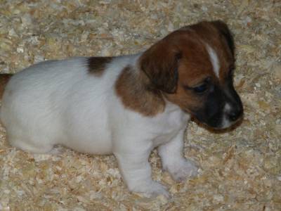 Ninhada Jack Russell Terrier