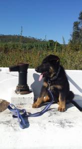 pastoras alemas troca se por labradora castanha