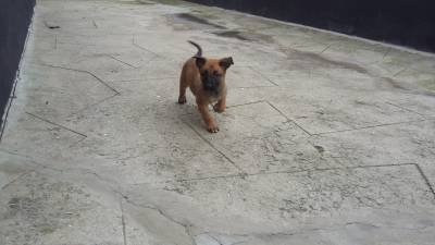 Disponivel Pastor Belga Malinois