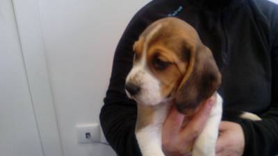 Beagles Com LOP