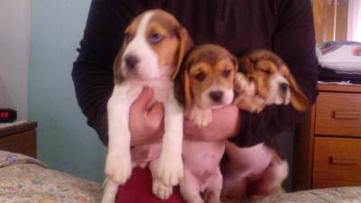 Beagles Com LOP