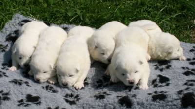 CACHORROS SAMOIEDO