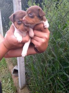 Filhotes de Fox Paulistinha Terrier Brasileiro