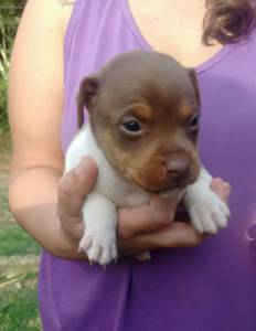 Filhotes de Fox Paulistinha Terrier Brasileiro