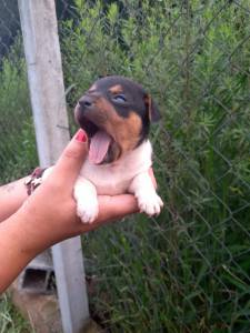 Filhotes de Fox Paulistinha Terrier Brasileiro