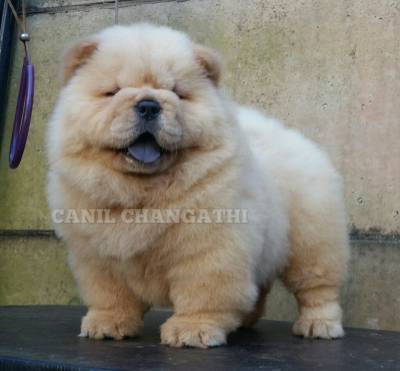 Chow Chow Fmeas Cremes Pai importado Da Russia