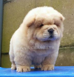 Chow Chow Fmeas Cremes Pai importado Da Russia