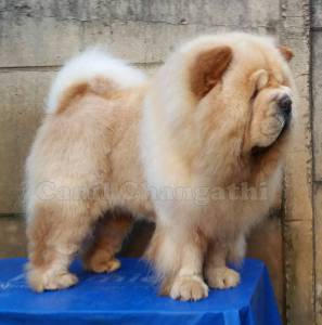 Chow Chow Fmeas Cremes Pai importado Da Russia