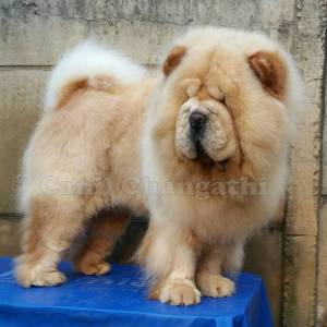 Chow Chow Fmeas Cremes Pai importado Da Russia