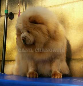 Chow Chow Fmeas Cremes Pai importado Da Russia