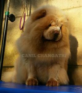 Chow Chow Fmeas Cremes Pai importado Da Russia