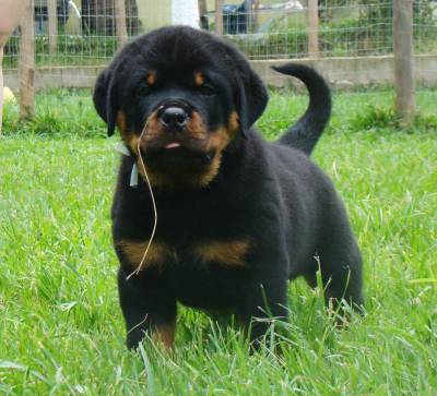 Rottweiler filhote RJ