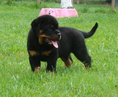 Rottweiler filhote RJ