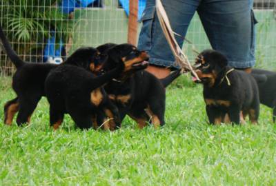 Rottweiler filhote RJ