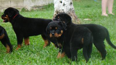 Rottweiler filhote RJ