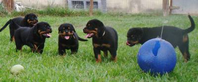 Rottweiler filhote RJ