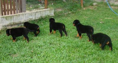 Rottweiler filhote RJ