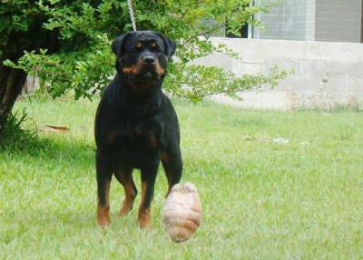 Rottweiler filhote RJ