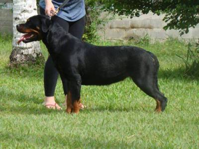 Rottweiler filhote RJ