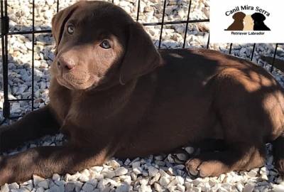 Labradores Chocolate