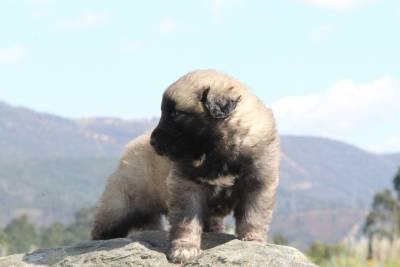Cachorros Serra da Estrela com LOP e Afixo Cachorros Serra da Estrela com LOP e Afixo