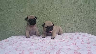 FILHOTES DE PUG