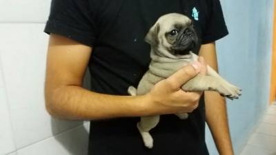 FILHOTES DE PUG